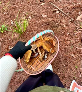 Exploring Da Lat’s Pine Forests: The Ultimate Wild Mushroom Hunting Experience - image 8