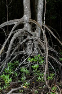 The Silent Guardians: Inside the Lives of Dedicated Forest Rangers - image 1