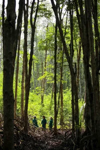 The Silent Guardians: Inside the Lives of Dedicated Forest Rangers - image 12