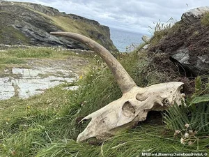 Mysterious Horned Skull Discovered Near King Arthur’s Legendary Castle - image 4