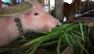 Rare Pink Buffalo Worth $800,000 Captivates the World: A Living Treasure - image 0