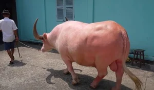 Rare Pink Buffalo Worth $800,000 Captivates the World: A Living Treasure - image 2