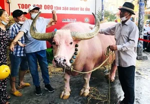 Rare Pink Buffalo Worth $800,000 Captivates the World: A Living Treasure - image 1