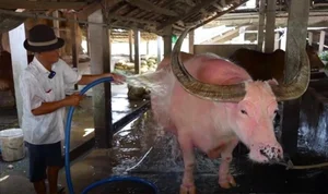 Rare Pink Buffalo Worth $800,000 Captivates the World: A Living Treasure - image 6