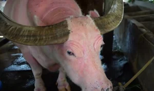 Rare Pink Buffalo Worth $800,000 Captivates the World: A Living Treasure - image 5