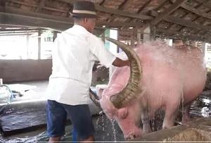 Rare Pink Buffalo Worth $800,000 Captivates the World: A Living Treasure - image 3