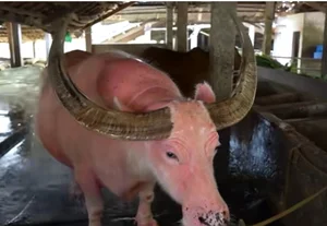 Rare Pink Buffalo Worth $800,000 Captivates the World: A Living Treasure - image 9