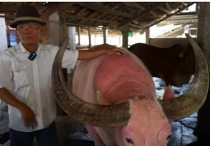 Rare Pink Buffalo Worth $800,000 Captivates the World: A Living Treasure - image 4