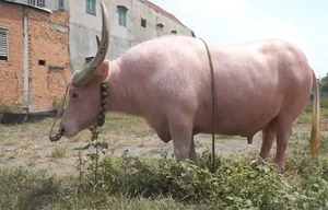 Rare Pink Buffalo Worth $800,000 Captivates the World: A Living Treasure - image 10