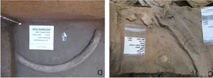 14,000-Year-Old Ivory Tool Reveals Secrets of Our Ancestors - image 6