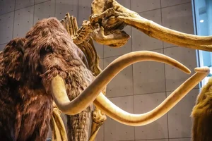 14,000-Year-Old Ivory Tool Reveals Secrets of Our Ancestors - image 0