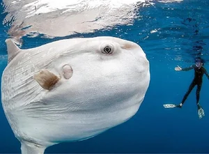 Waterfall-Climbing Fish and Tripod Fish: Earth’s Strangest Creatures - image 3