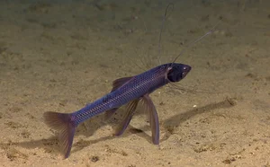 Waterfall-Climbing Fish and Tripod Fish: Earth’s Strangest Creatures - image 1
