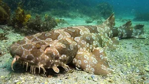 Waterfall-Climbing Fish and Tripod Fish: Earth’s Strangest Creatures - image 11