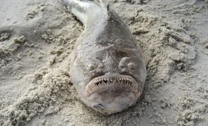 Waterfall-Climbing Fish and Tripod Fish: Earth’s Strangest Creatures - image 10