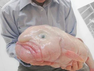 Waterfall-Climbing Fish and Tripod Fish: Earth’s Strangest Creatures - image 7
