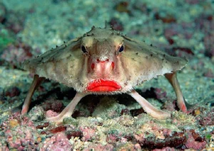 Waterfall-Climbing Fish and Tripod Fish: Earth’s Strangest Creatures - image 2