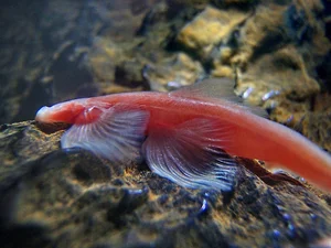 Waterfall-Climbing Fish and Tripod Fish: Earth’s Strangest Creatures - image 5