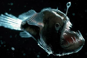 Waterfall-Climbing Fish and Tripod Fish: Earth’s Strangest Creatures - image 6