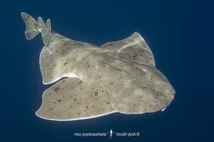 Rare Angel Shark Reappears After Mysterious Three Year Disappearance - image 4