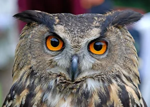 The Incredible Hunting Prowess of the World's Largest Owl Species - image 6