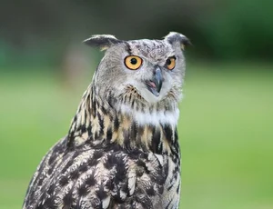 The Incredible Hunting Prowess of the World's Largest Owl Species - image 7