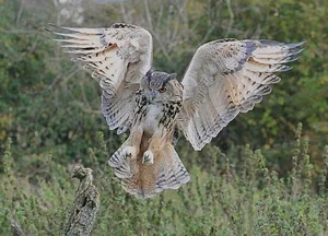 The Incredible Hunting Prowess of the World's Largest Owl Species - image 0