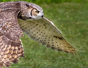 The Incredible Hunting Prowess of the World's Largest Owl Species - image 5