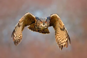 The Incredible Hunting Prowess of the World's Largest Owl Species - image 4
