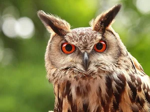 The Incredible Hunting Prowess of the World's Largest Owl Species - image 8