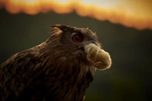 The Incredible Hunting Prowess of the World's Largest Owl Species - image 1
