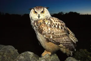 The Incredible Hunting Prowess of the World's Largest Owl Species - image 9