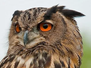 The Incredible Hunting Prowess of the World's Largest Owl Species - image 2