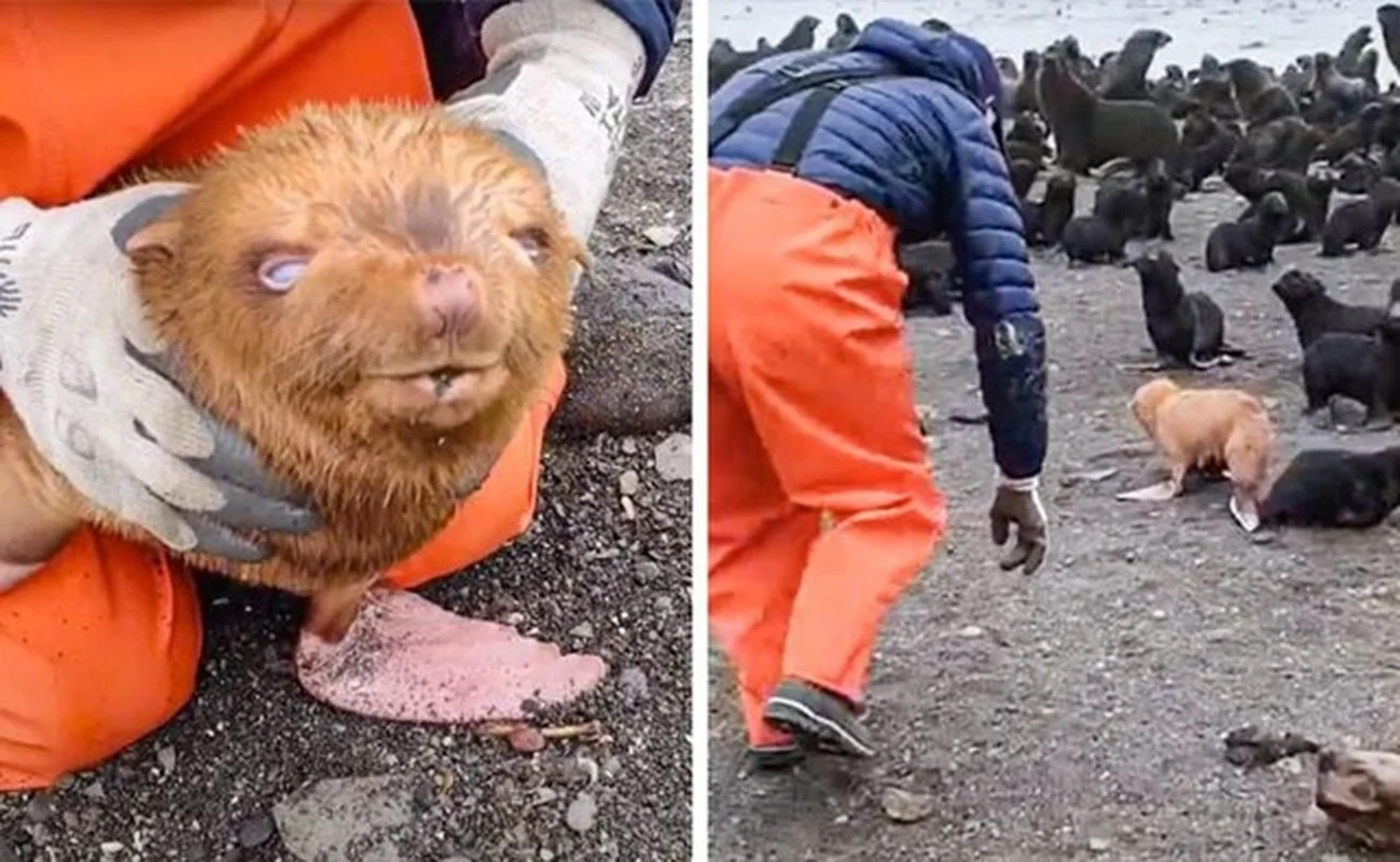 Discovering the World’s Most Unique and Adorable Animals