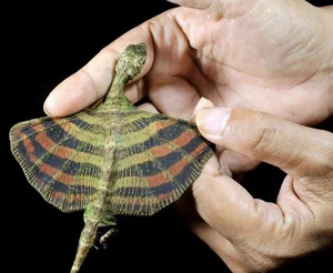 Discovering the World’s Most Unique and Adorable Animals - image 8