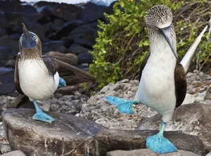 Discovering the World’s Most Unique and Adorable Animals - image 15