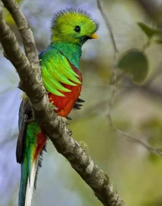 Discovering the World’s Most Unique and Adorable Animals - image 13