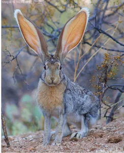 Discovering the World’s Most Unique and Adorable Animals - image 2