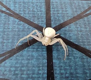 Discovering the World’s Most Unique and Adorable Animals - image 1