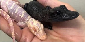 Discovering the World’s Most Unique and Adorable Animals - image 12