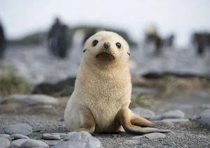 Discovering the World’s Most Unique and Adorable Animals - image 5