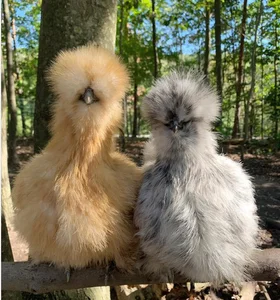 Discovering the World’s Most Unique and Adorable Animals - image 6