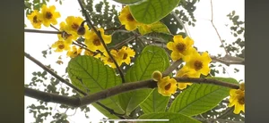 Professor Tran Ninh: Unlocking the Secrets of Moss and Reviving Golden Camellia - image 5