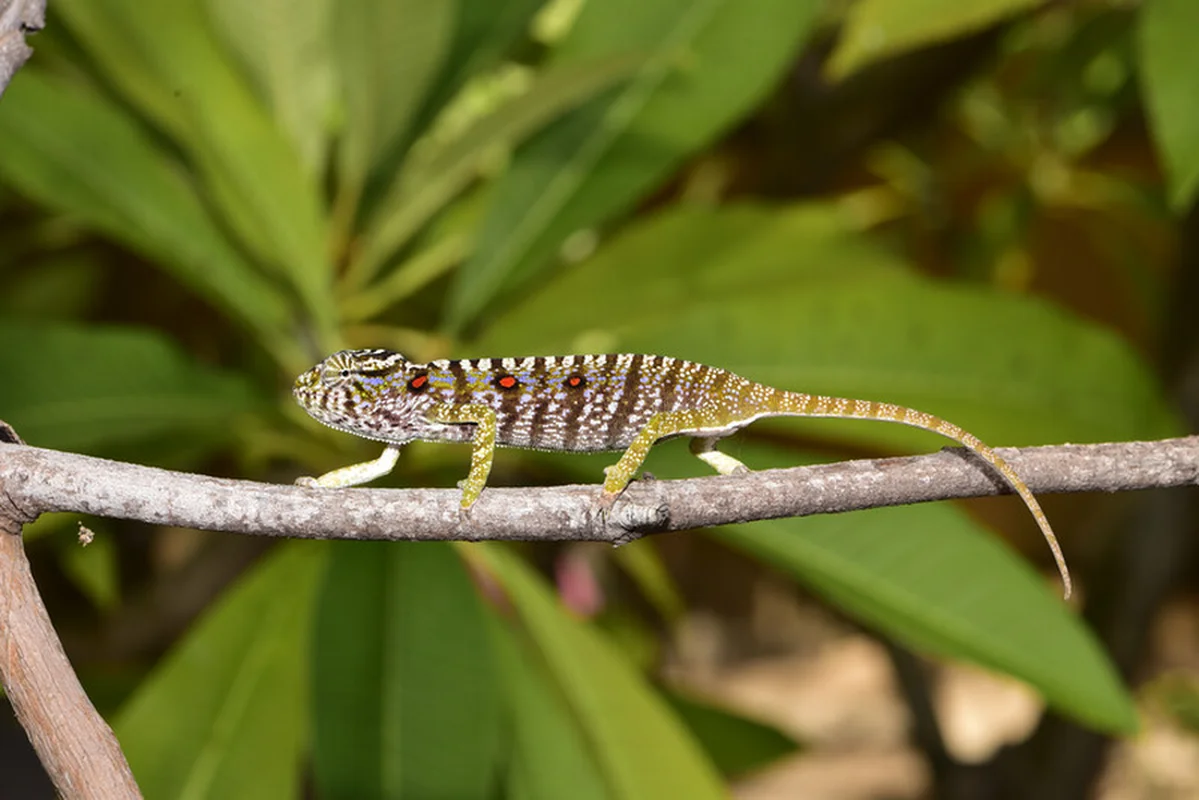 Rare Chameleon Species Rediscovered After 100 Years