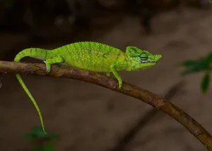Rare Chameleon Species Rediscovered After 100 Years - image 4
