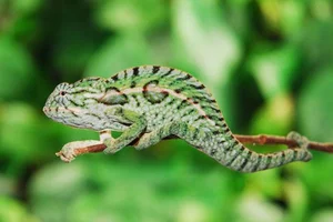 Rare Chameleon Species Rediscovered After 100 Years - image 2