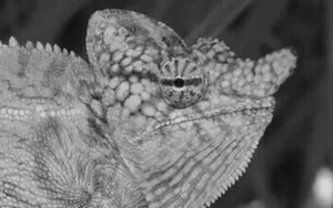 Rare Chameleon Species Rediscovered After 100 Years - image 1