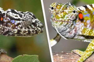 Rare Chameleon Species Rediscovered After 100 Years - image 5