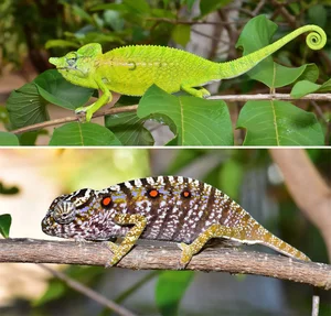 Rare Chameleon Species Rediscovered After 100 Years - image 10