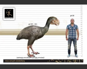 Shocking Revelations: The Prehistoric Bird with the Most Terrifying Beak Ever - image 7